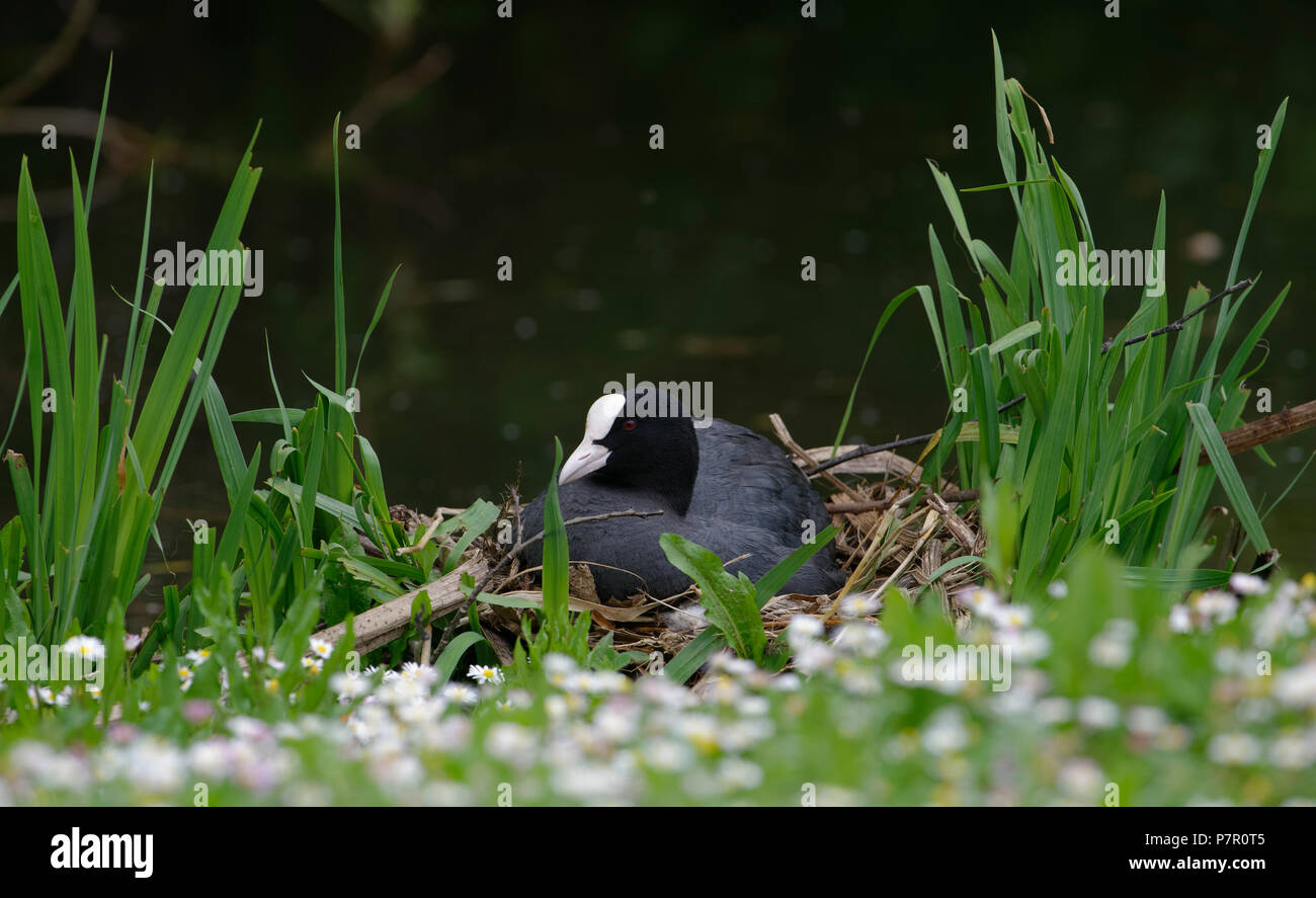 Foulque macroule - Fulica atra commune assis sur son nid Banque D'Images