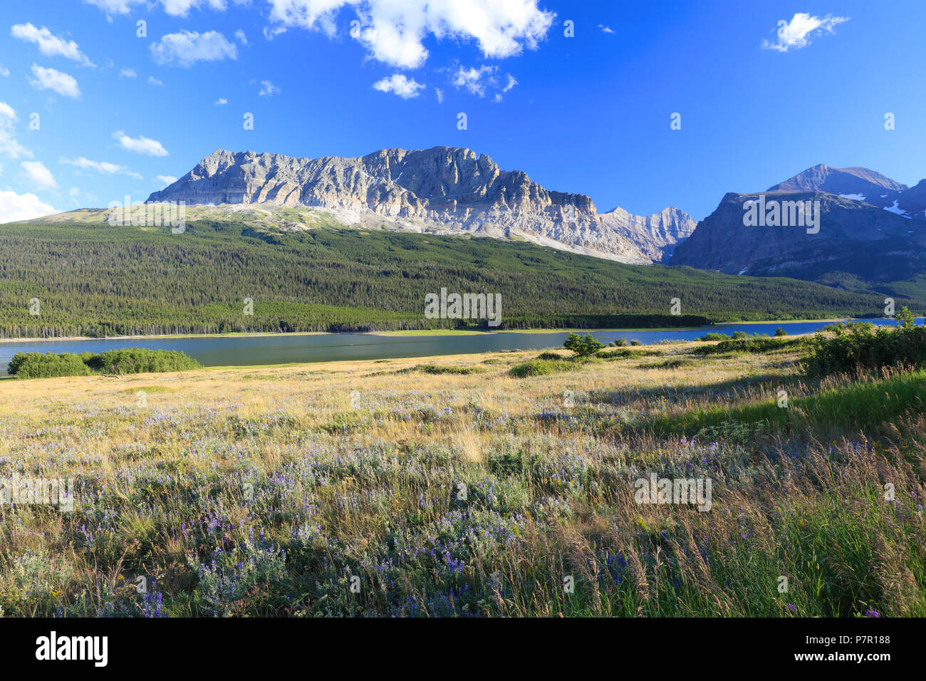 Wynne prairies de montagne et de fleurs sauvages dans le parc national de Glacier dans le Montana d'été Banque D'Images