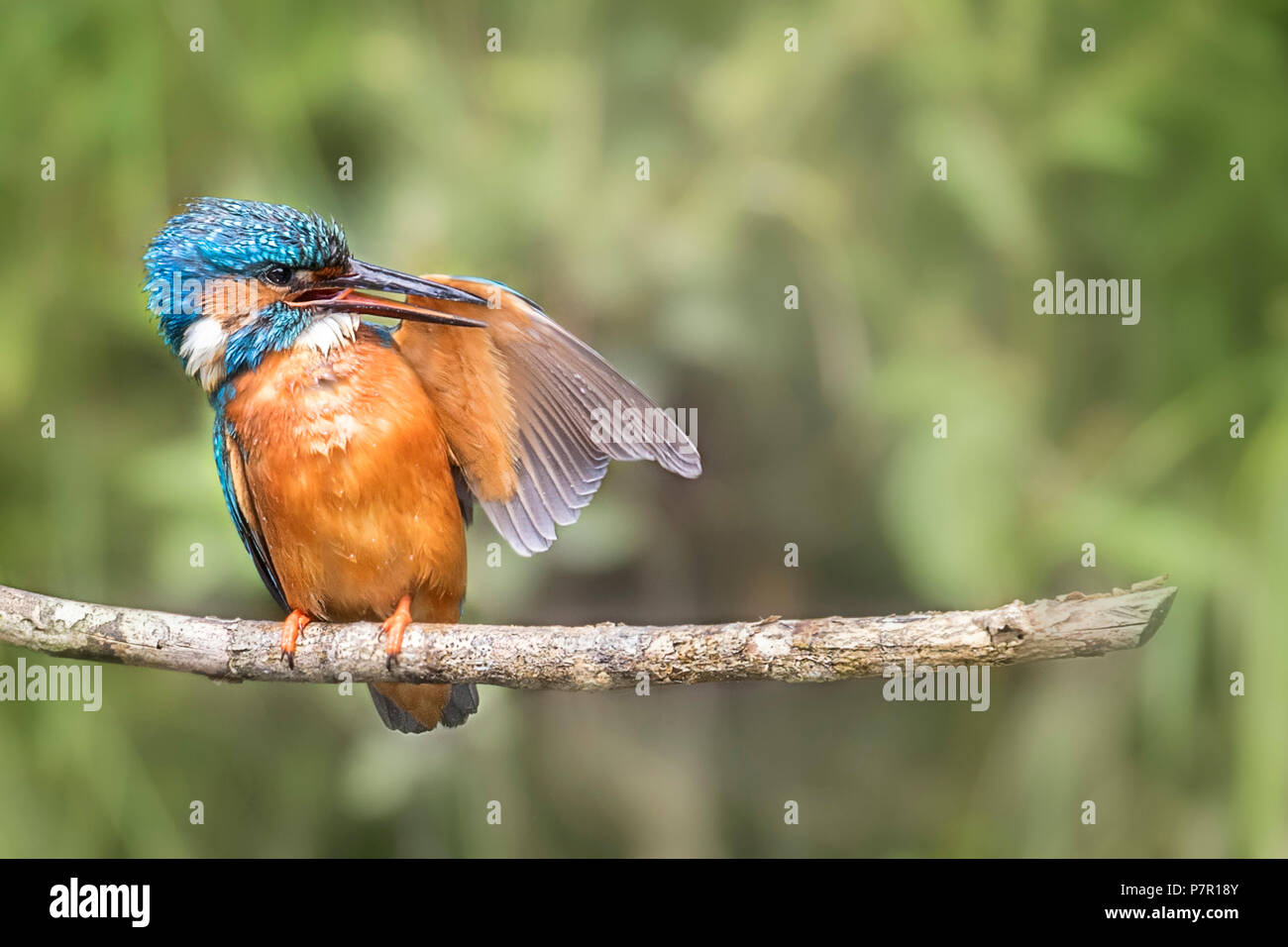 Kingfisher commun au lissage des plumes d'aile Banque D'Images