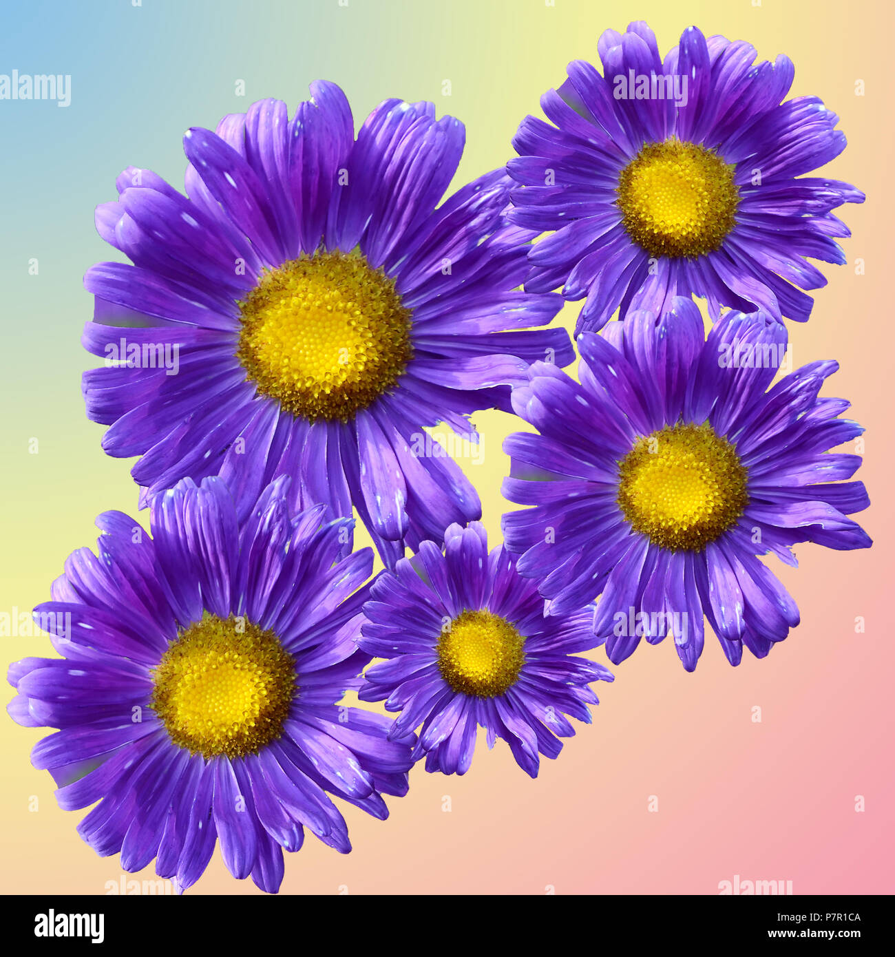 Blue marguerites sur un fond lilas Banque D'Images