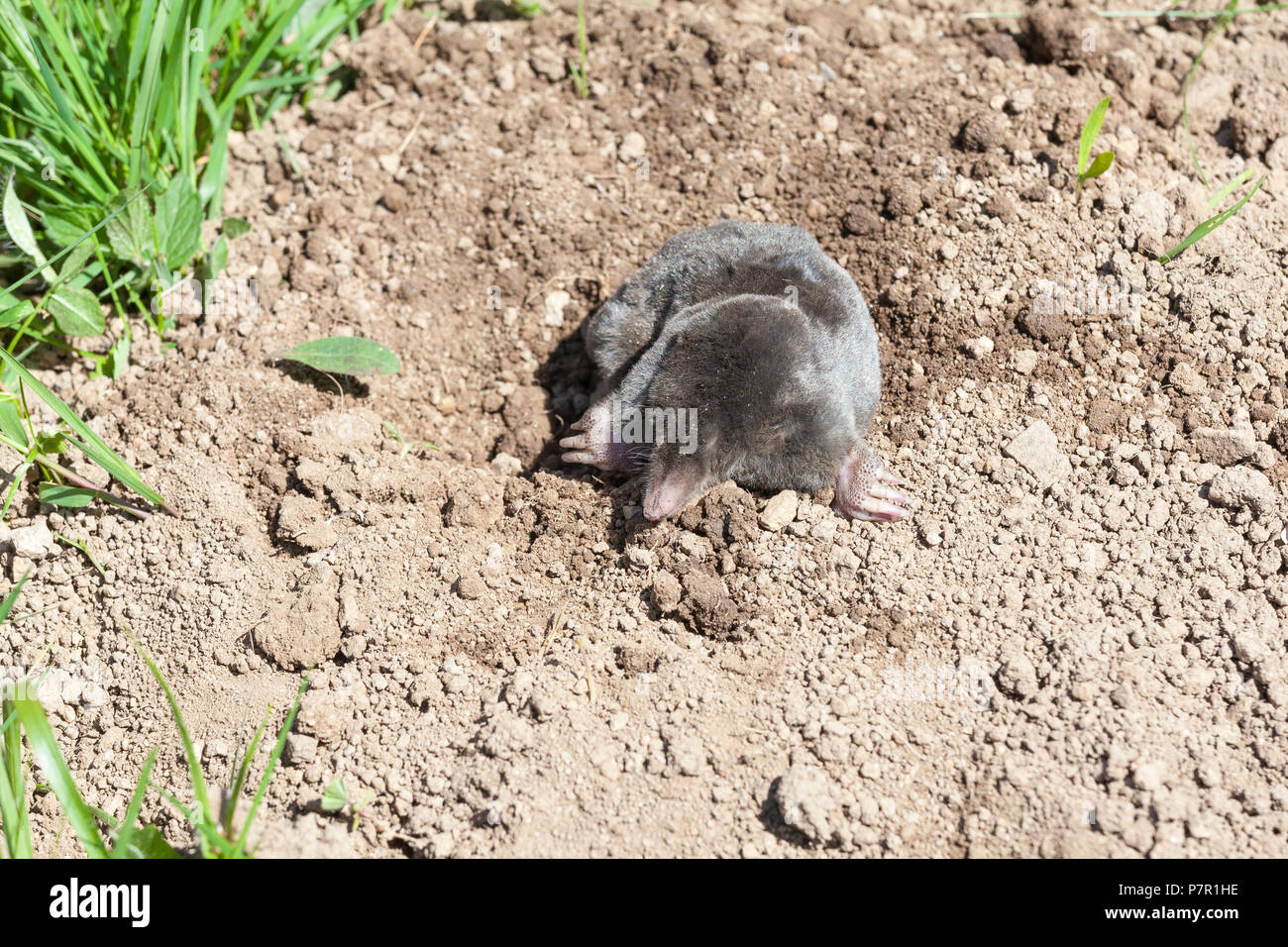 Taupe d'Europe Talpa europaea,, émergeant d'une taupinière dans un jardin. Le jardin, Talpidae Banque D'Images