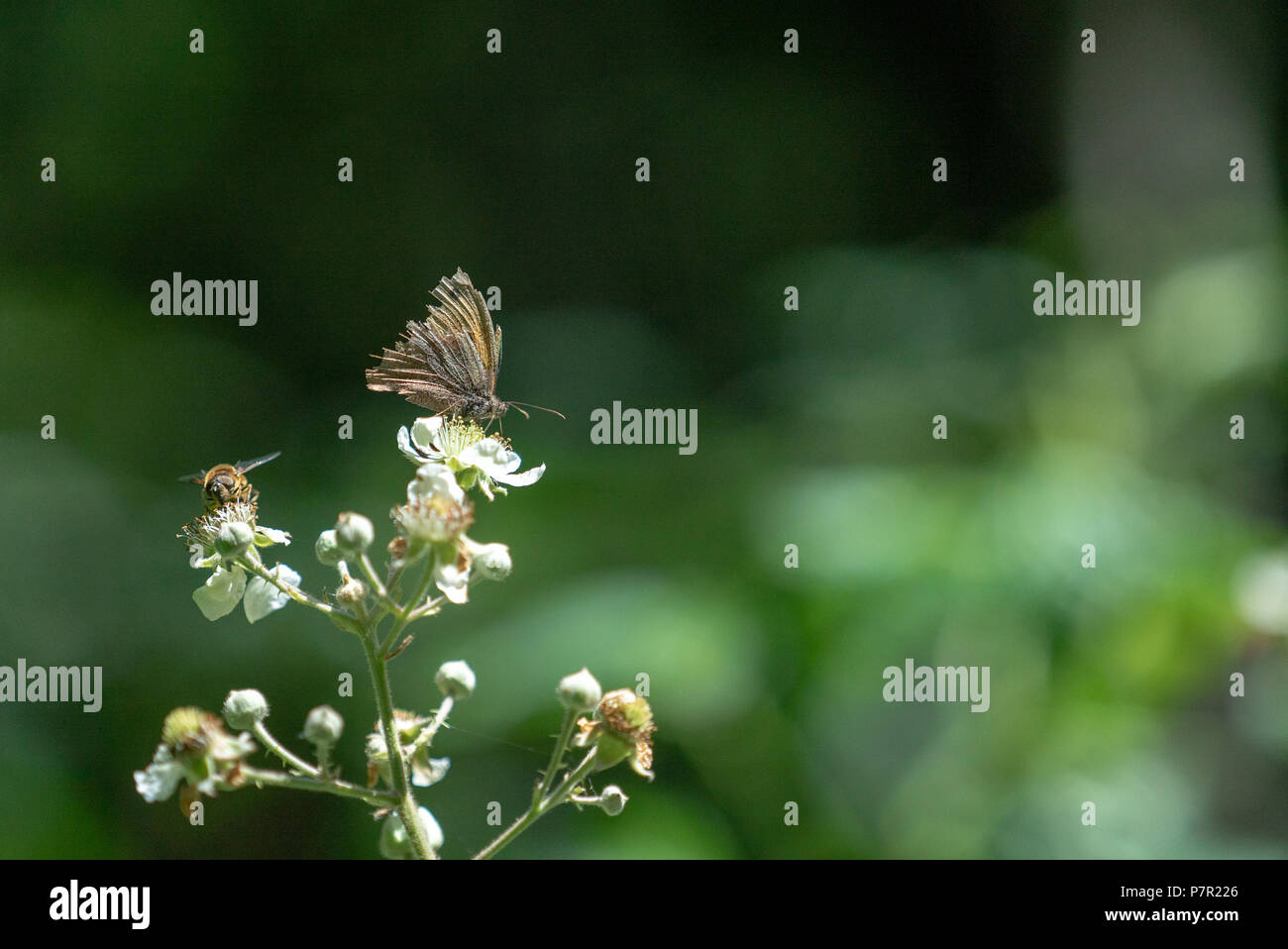Avec l'abeille espèce festoyant sur blackberry nectar des fleurs, West Woods, Wiltshire UK Banque D'Images