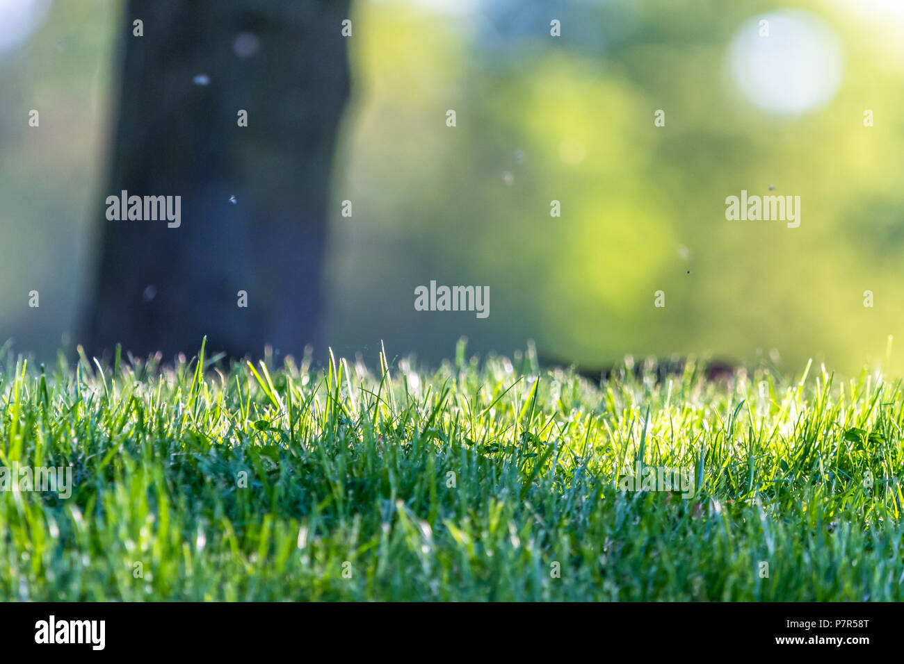 L'herbe verte fraîche dans un parc avec un résumé fond vert. Les petites mouches sont autour. Banque D'Images