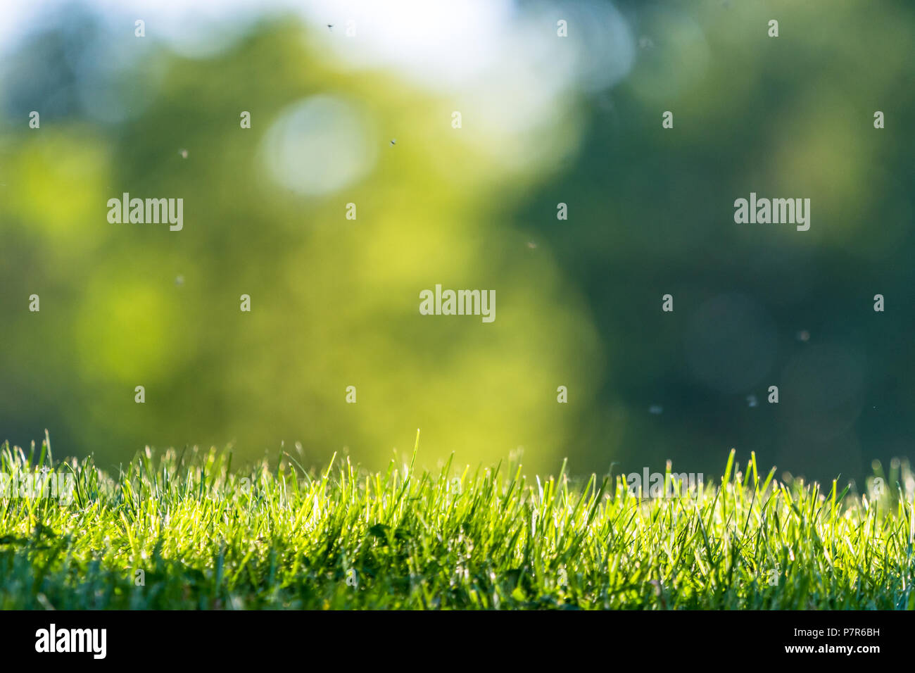 L'herbe verte fraîche dans un parc avec un résumé fond vert. Les petites mouches sont autour. Banque D'Images