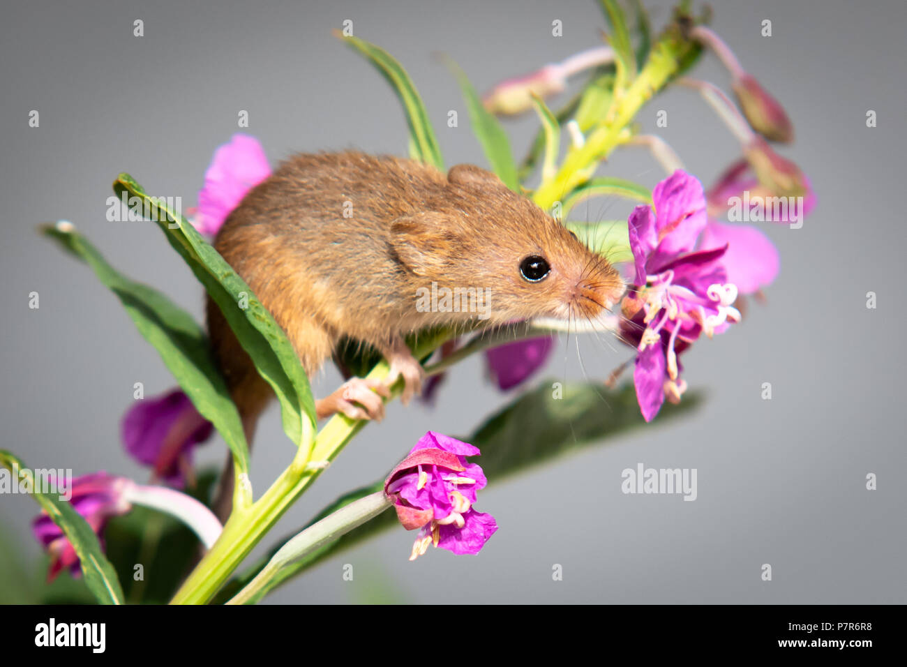 Domaine de la souris sur la tête de fleur closeup Banque D'Images