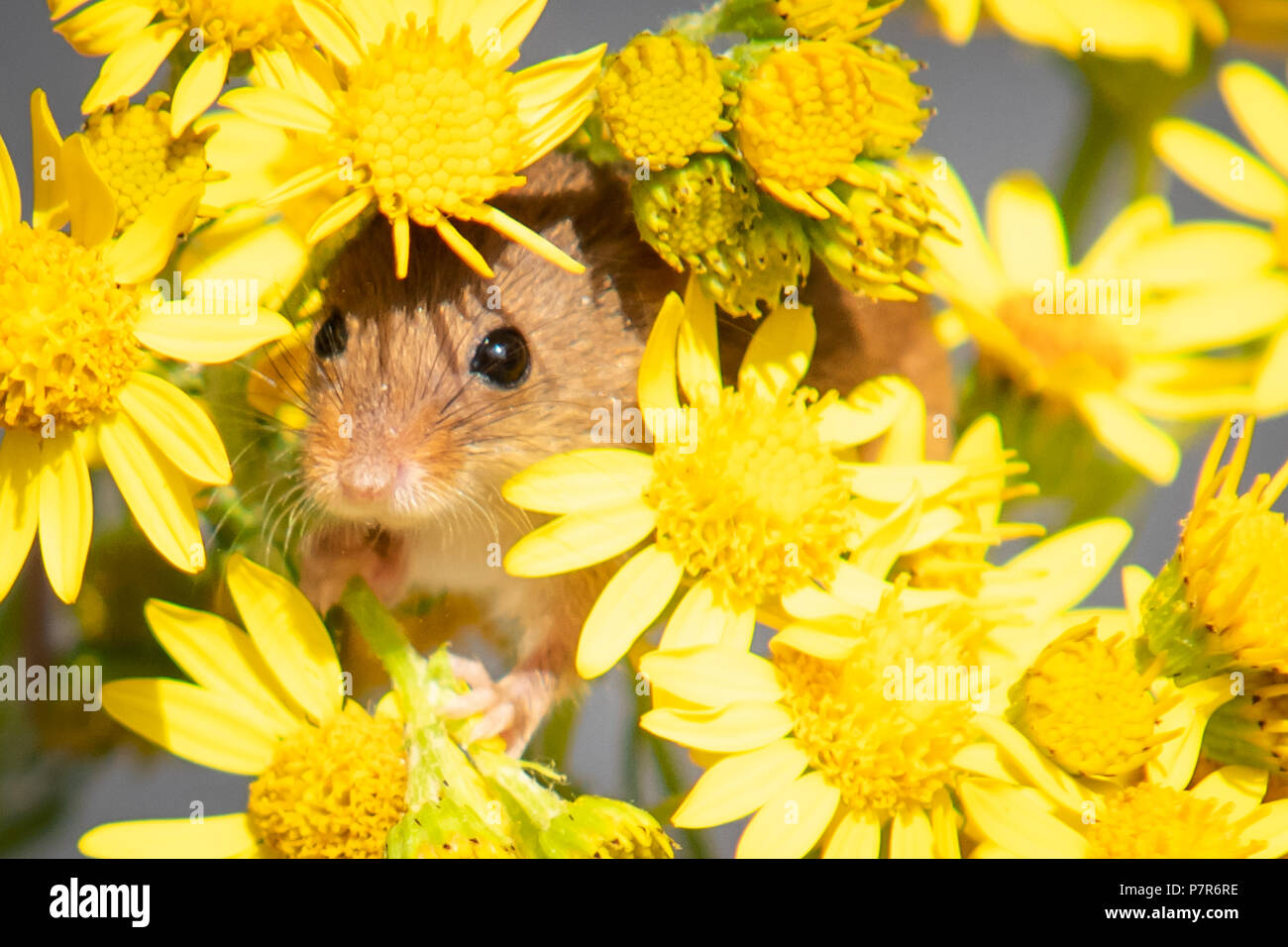 Domaine de la souris sur la tête de fleur closeup Banque D'Images