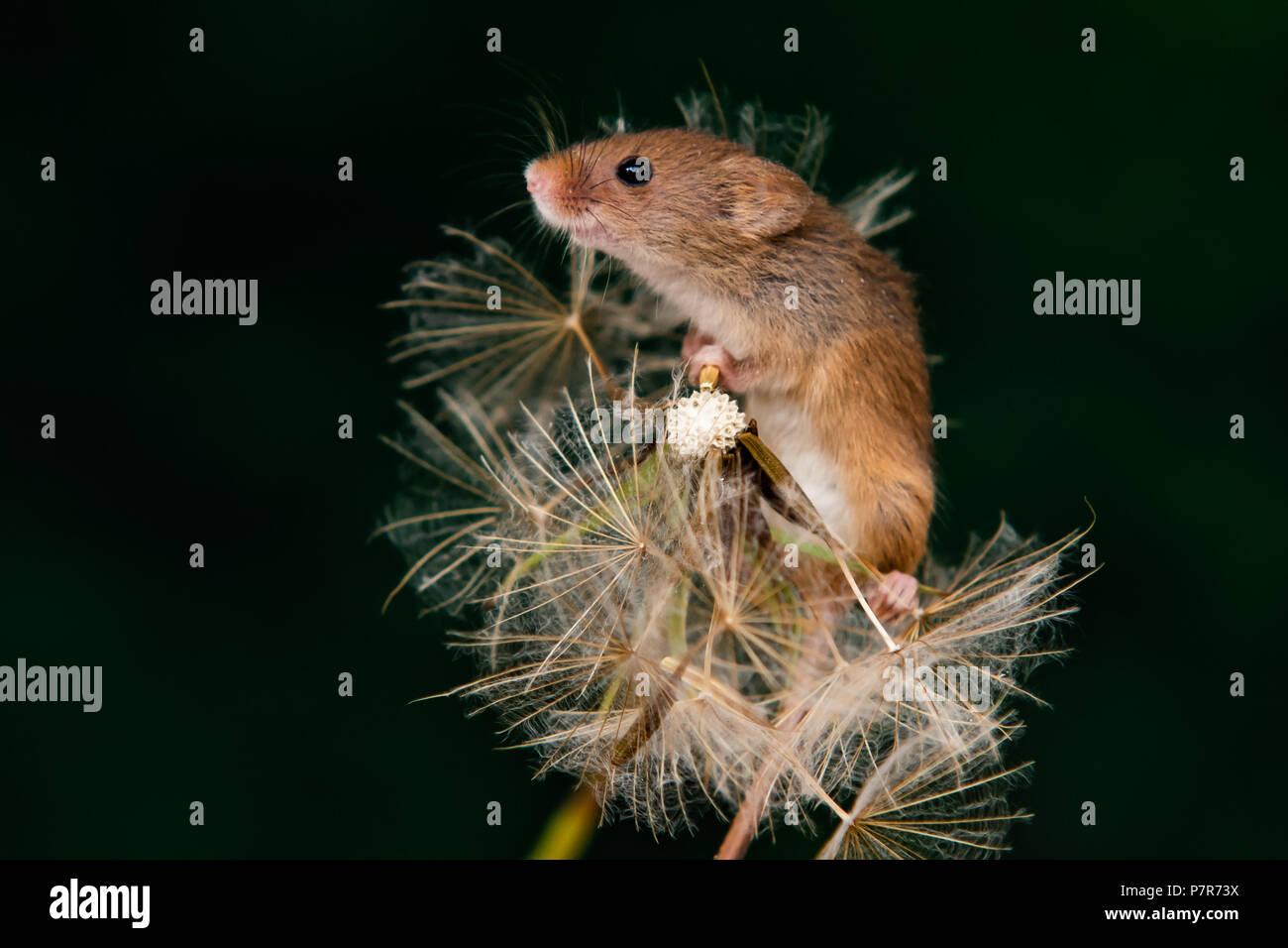 Domaine de la souris sur la tête de fleur closeup Banque D'Images