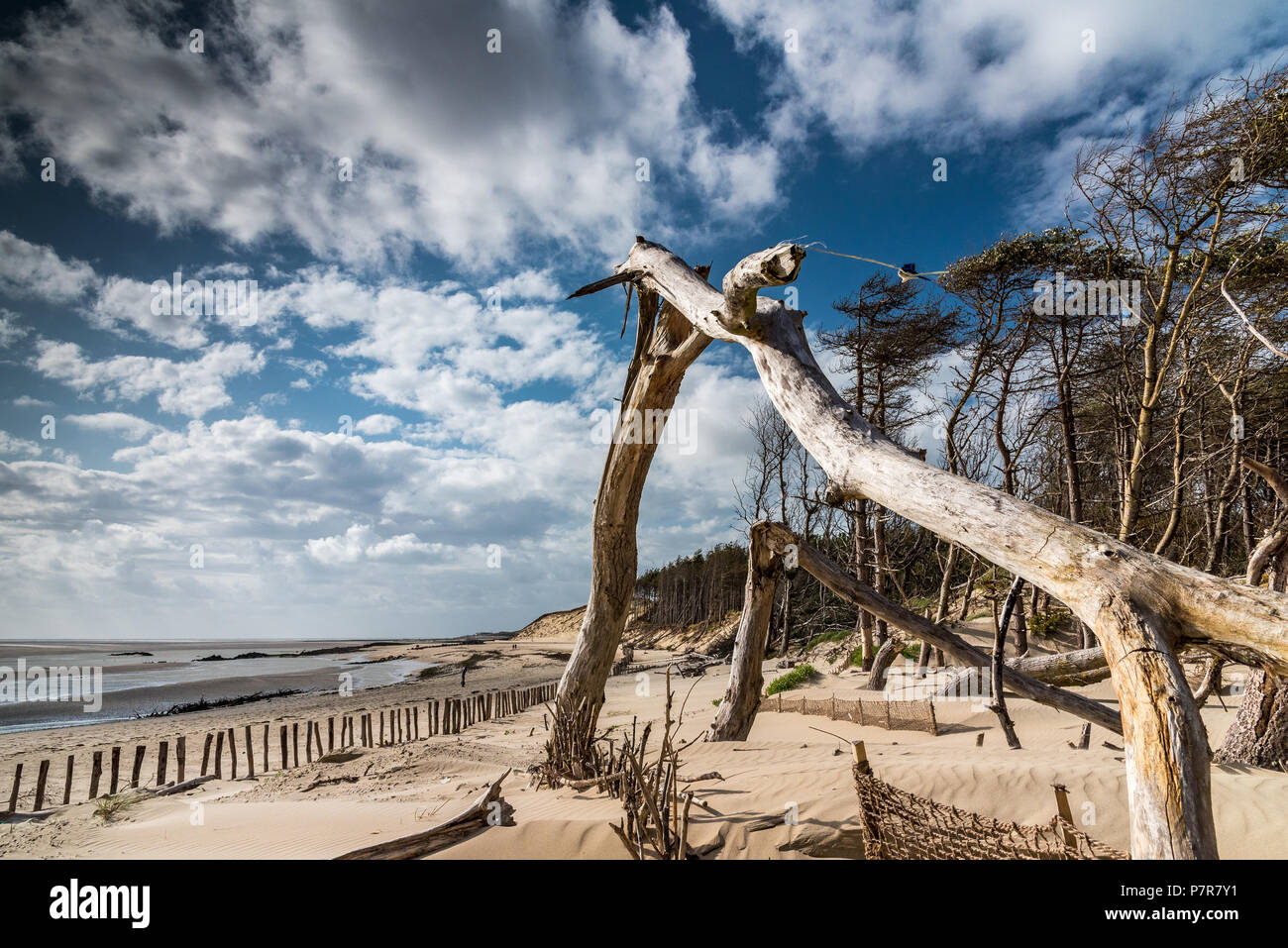 Arbres morts partiellement dans les dunes de sable ont été cassées par le vent pendant une tempête, la baie d'Authie, Berck-plage Banque D'Images