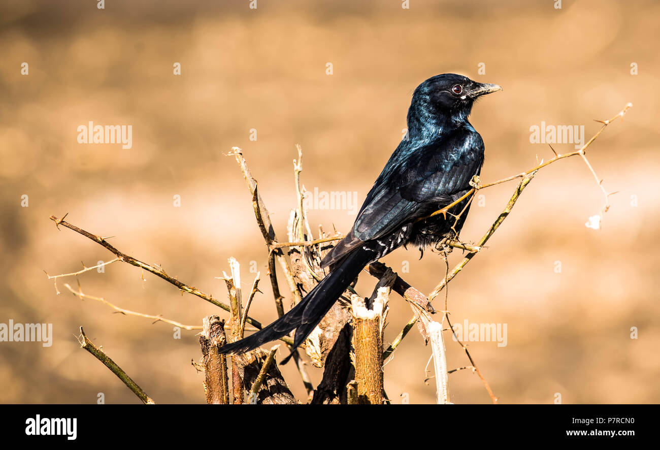 Shining Drongo drongo noir / noir Banque D'Images