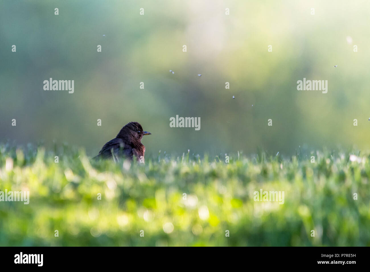 Blackbird petit mignon dans l'herbe verte dans un parc. Profondeur de champ. Floue fond vert. Banque D'Images