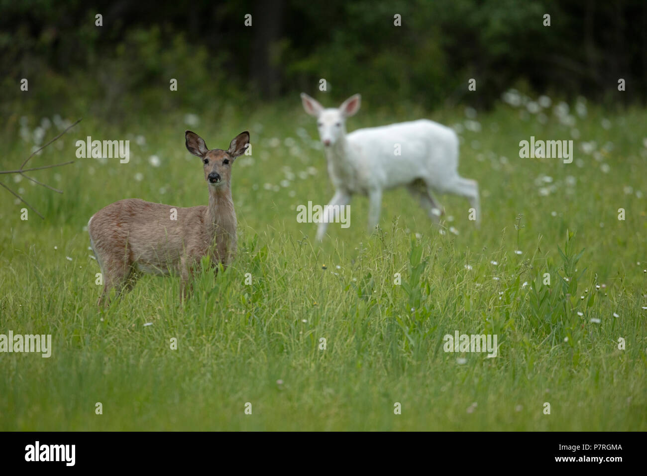 La normale le cerf de Virginie et le blanc le cerf de Virginie (Odocoileus virginianus), New York, leucistic, doe (femelle) Banque D'Images