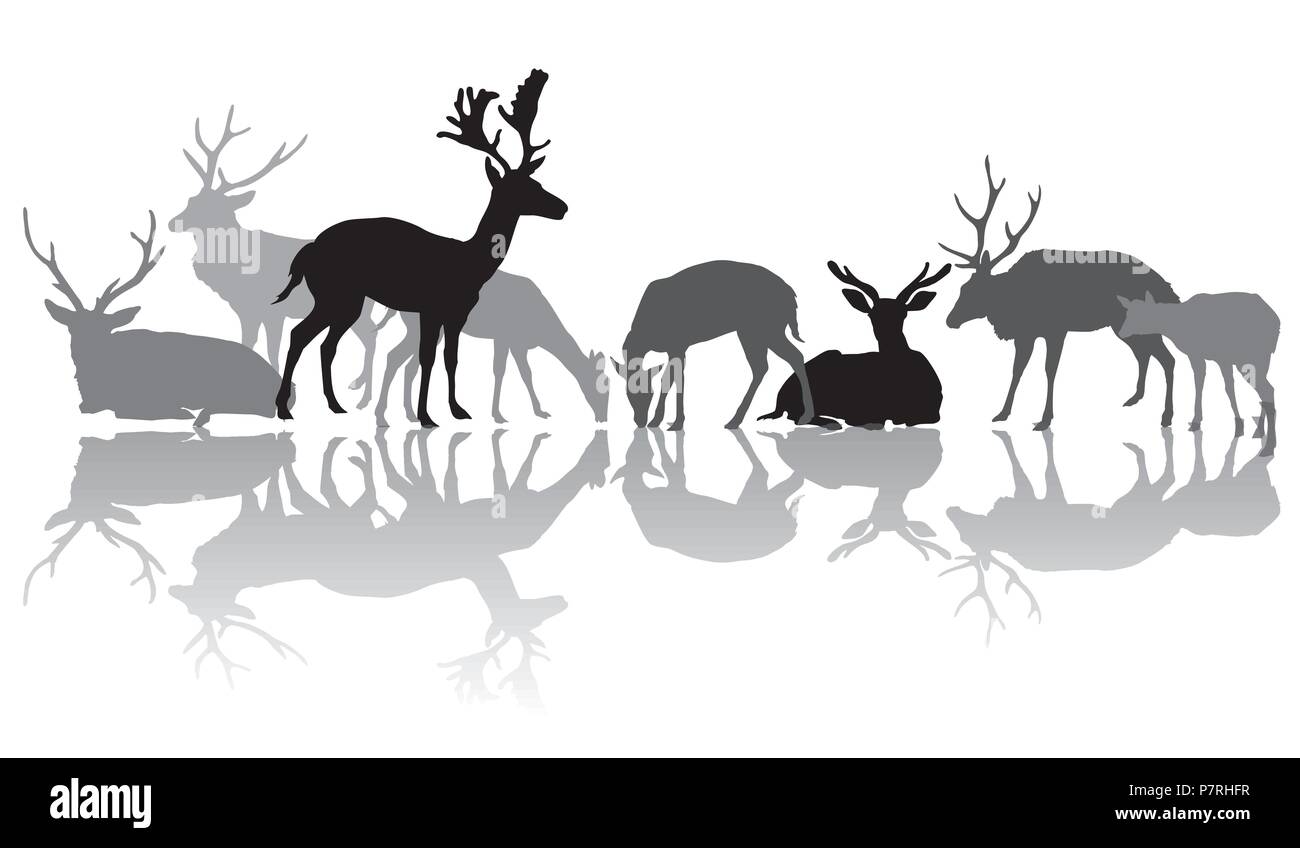 Groupe des silhouettes isolées noir et gris des chevreuils mâles (une femme red deer) Comité permanent et couché avec réflexion isolé sur fond blanc. Vecto Illustration de Vecteur