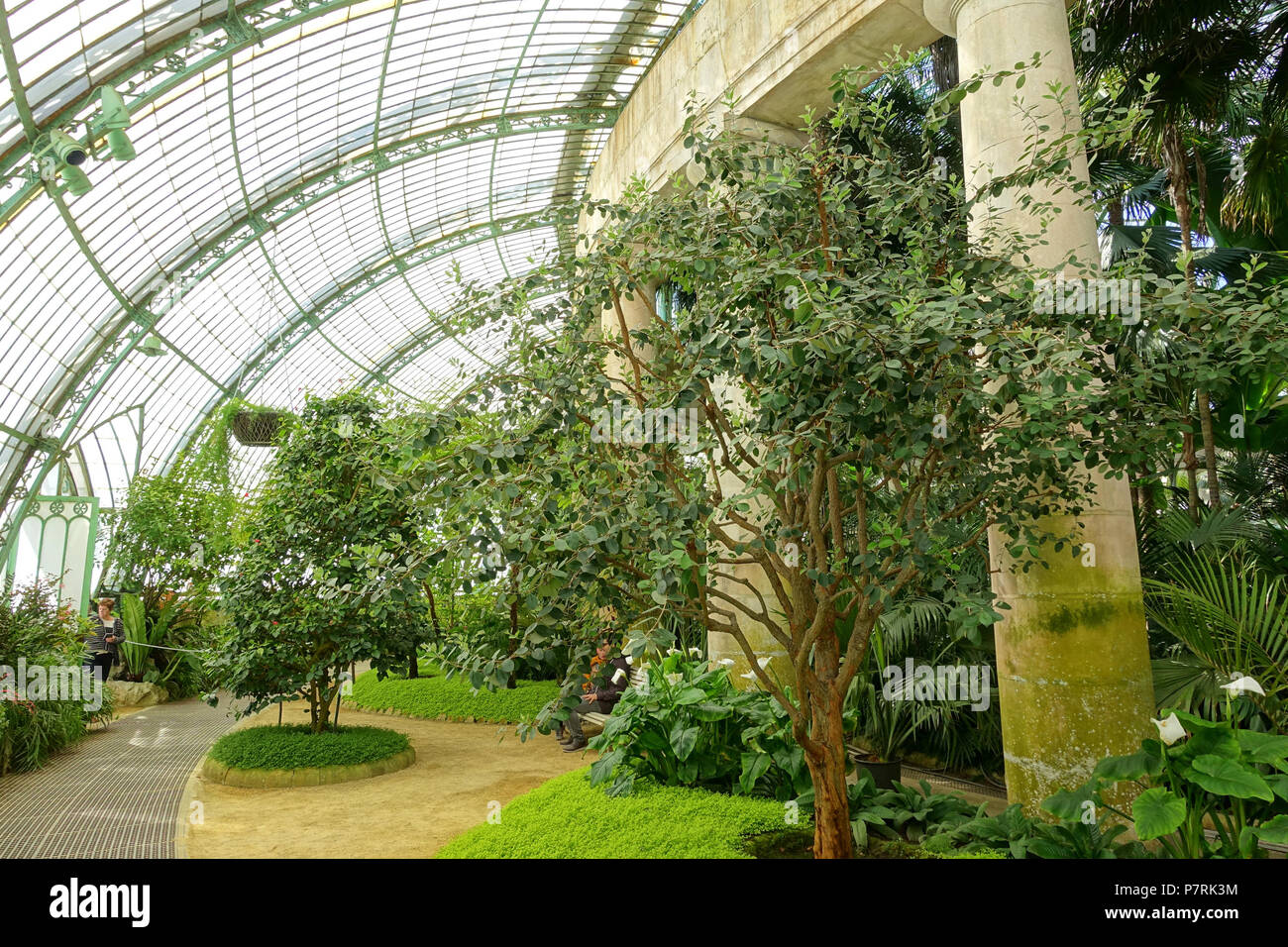 N/A. N/A 402 Jardin d'hiver intérieur - Les Serres Royales de Laeken - Château Royal de Laeken, Bruxelles, Belgique - DSC07433 Banque D'Images