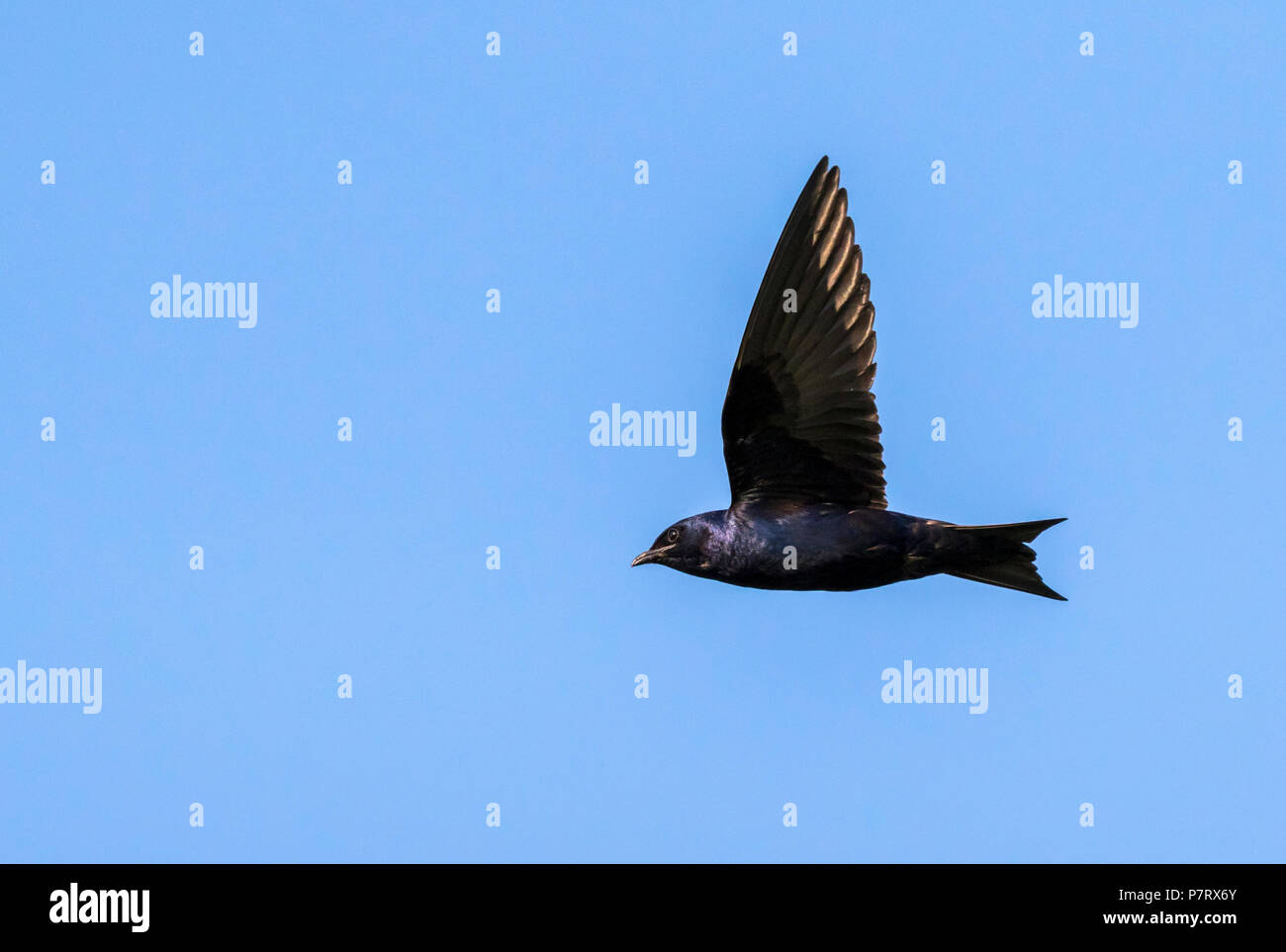 Homme Purple martin (Progne subis) voler dans le ciel bleu, Iowa, États-Unis Banque D'Images