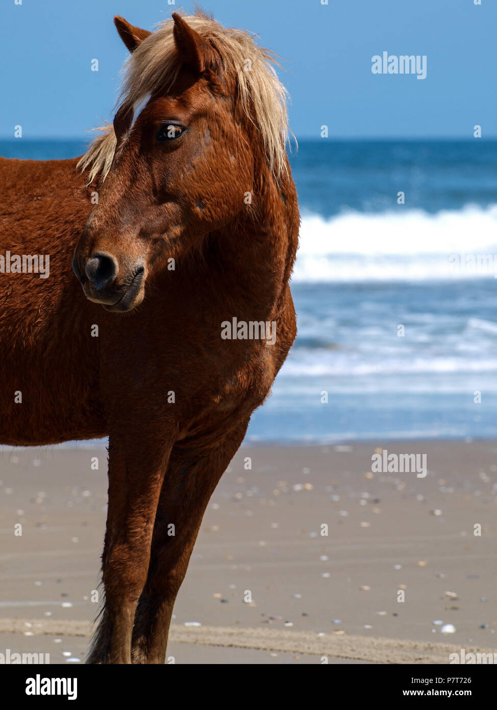 Wildhorse corolle obx nc Outer Banks de la Caroline du Nord free range Plage océan sauvage roam cheval soundfront asateague mustang stallion mare dunes poney colt Banque D'Images