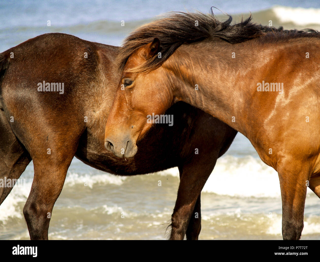 Wildhorse corolle obx nc Outer Banks de la Caroline du Nord free range Plage océan sauvage roam chevaux soundfront asateague mustang stallion mare dunes poney colt Banque D'Images