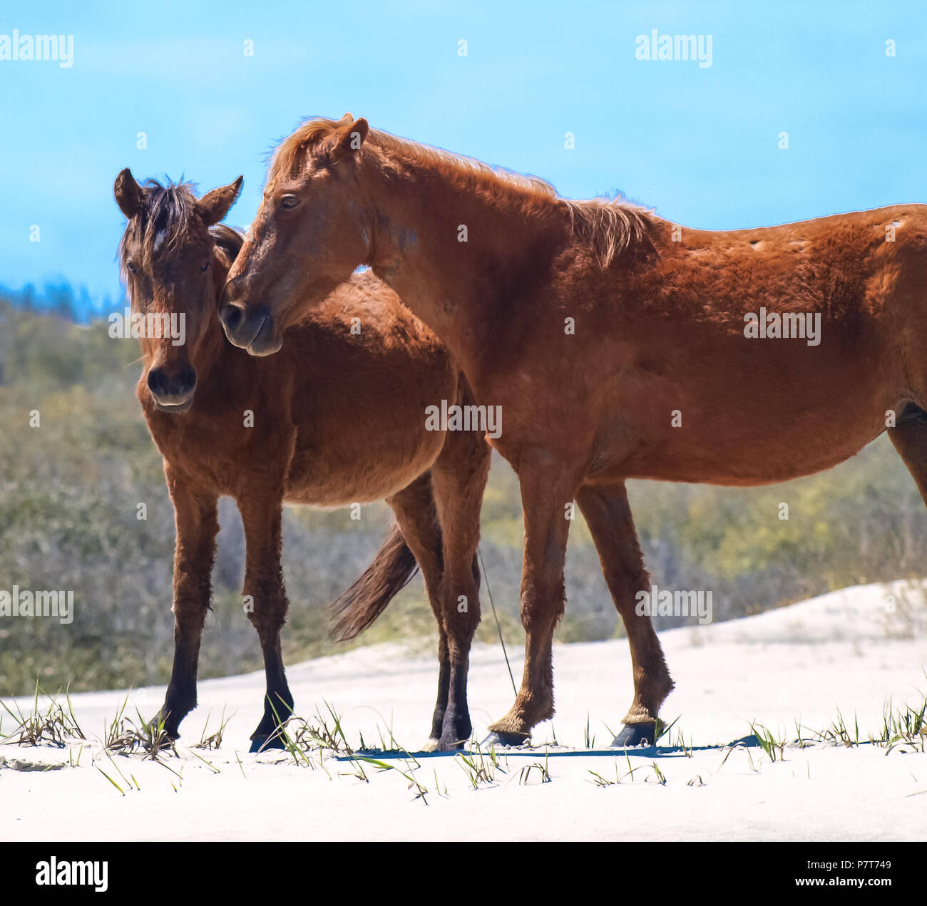 Wildhorse corolle obx nc Outer Banks de la Caroline du Nord free range Plage océan sauvage roam chevaux soundfront asateague mustang stallion mare dunes poney colt Banque D'Images