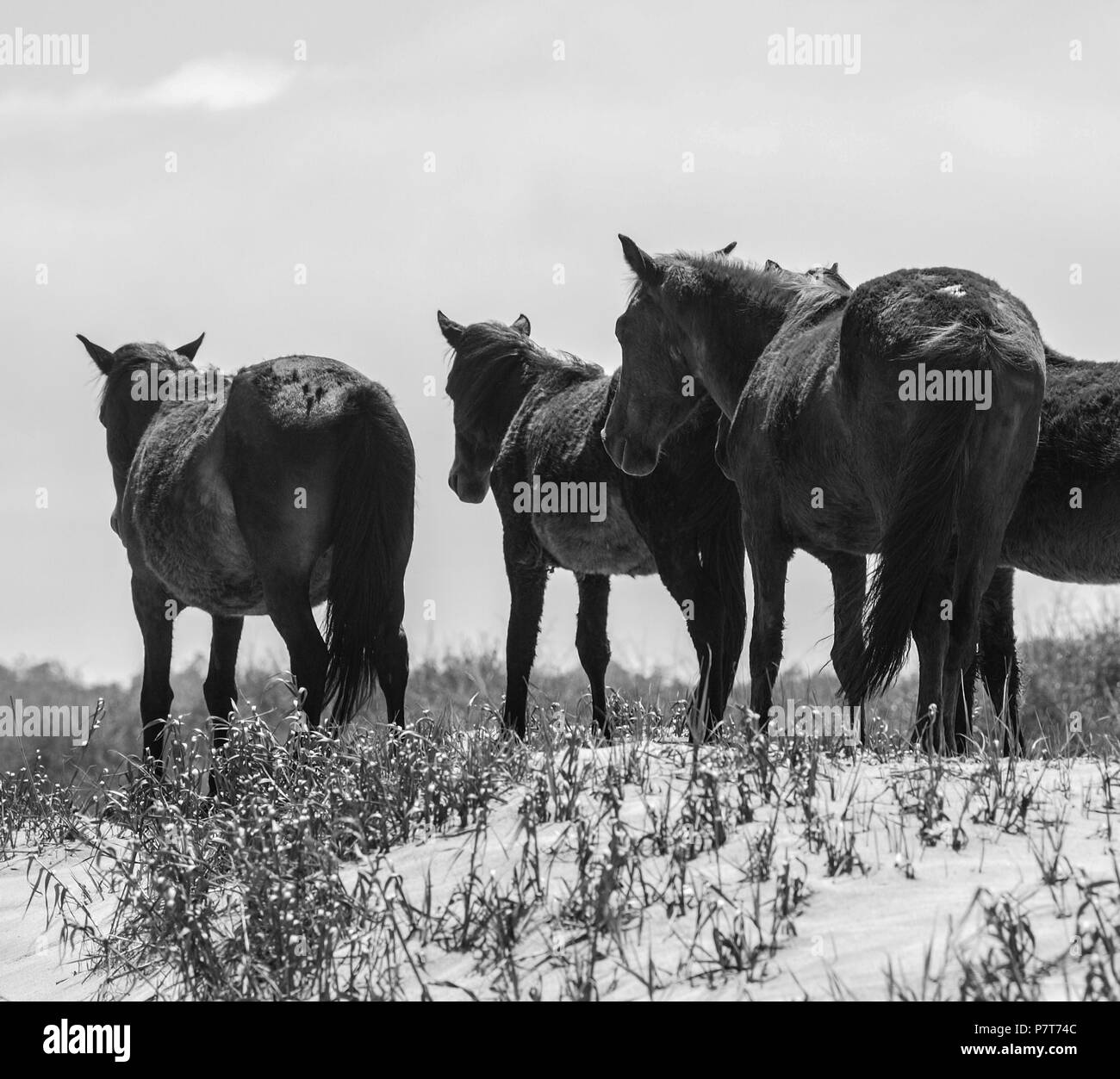 Wildhorse corolle obx nc Outer Banks de la Caroline du Nord free range Plage océan sauvage roam chevaux soundfront asateague mustang stallion mare dunes poney colt Banque D'Images