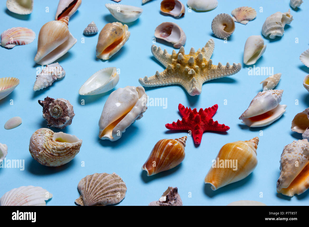 Un beau portrait de coquillages contre un fond bleu clair Banque D'Images