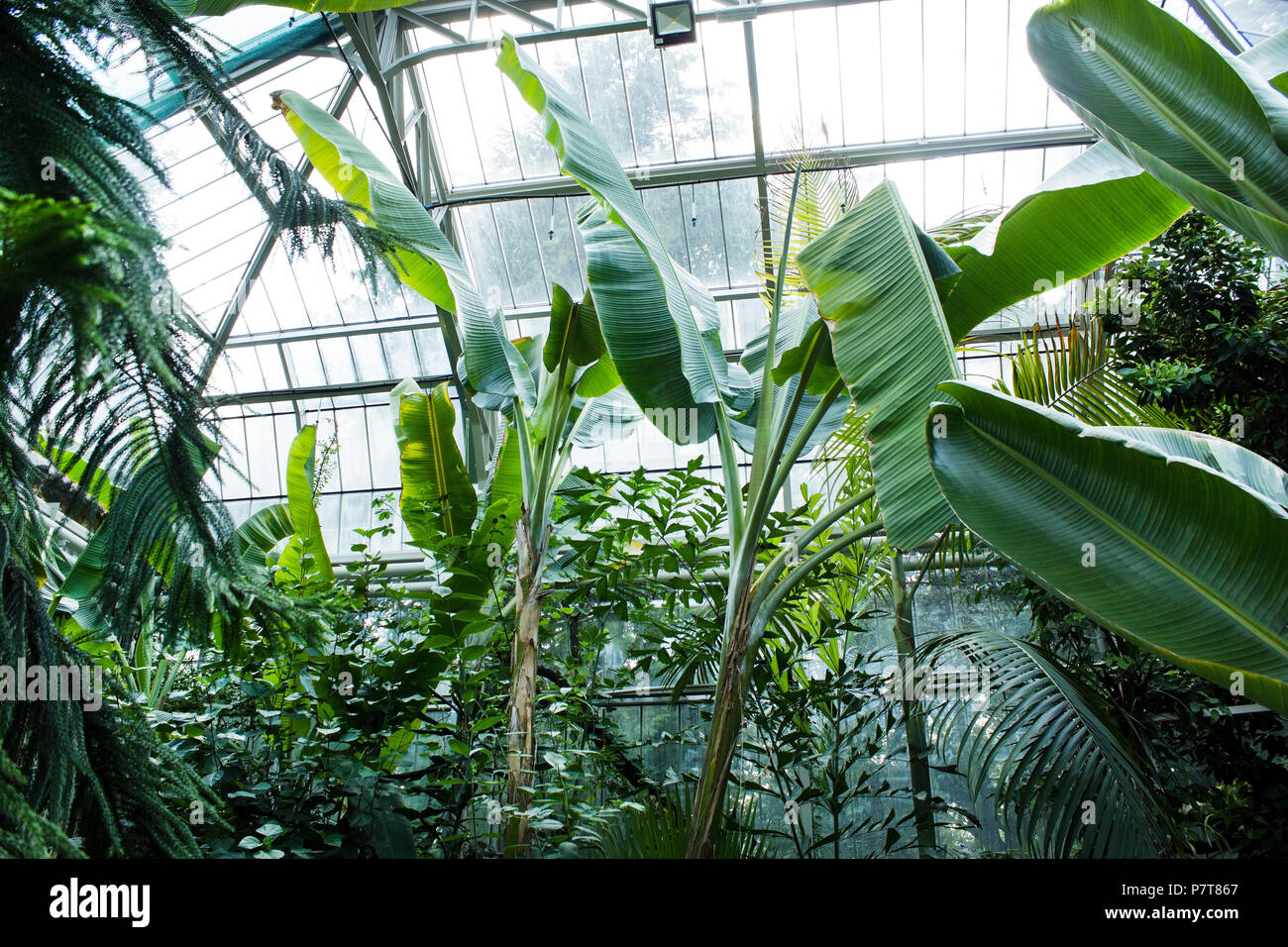 Jardin botanique. Banque D'Images