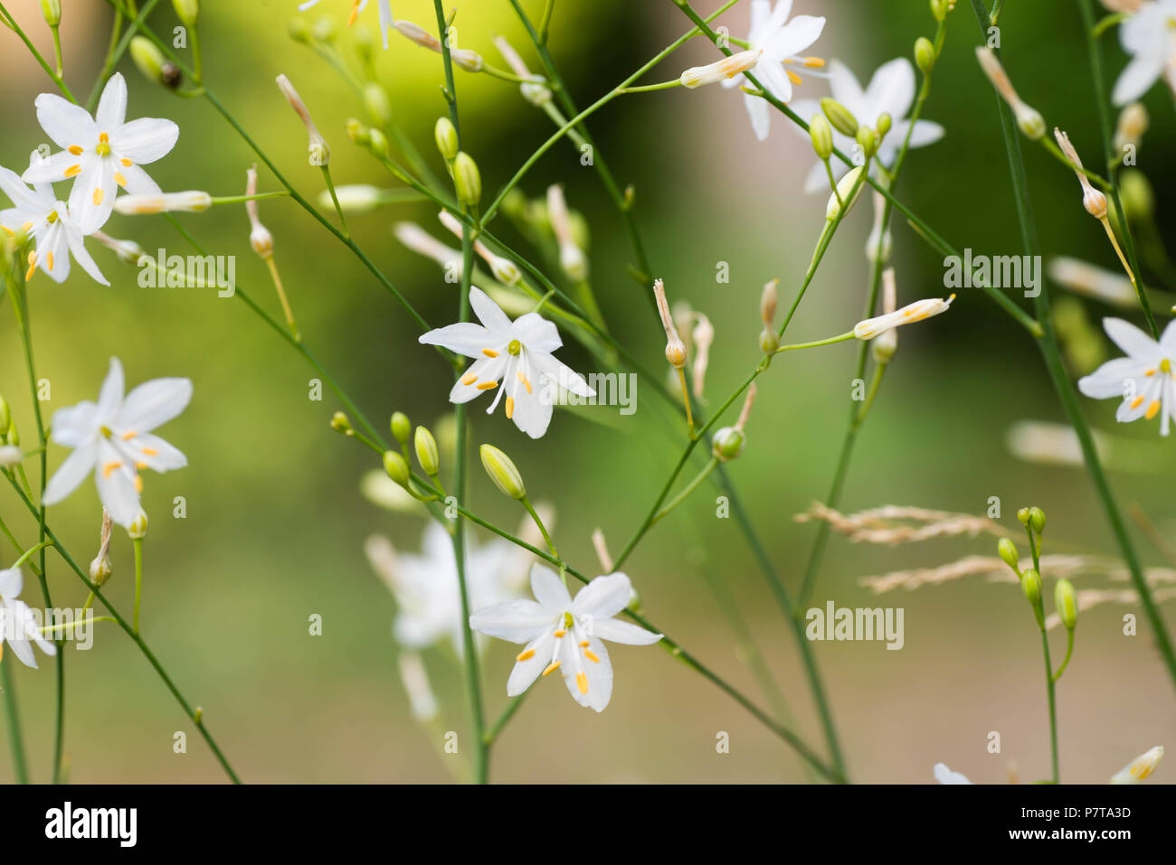 Petites fleurs blanches St Bernard's lily macro dans forest Banque D'Images