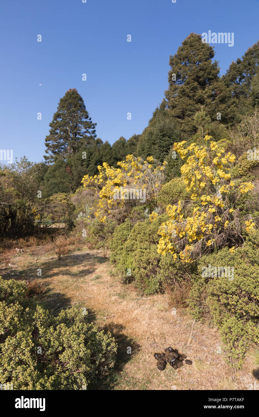 Forêt de Angangueo réserve naturelle pour les papillons monarques Banque D'Images