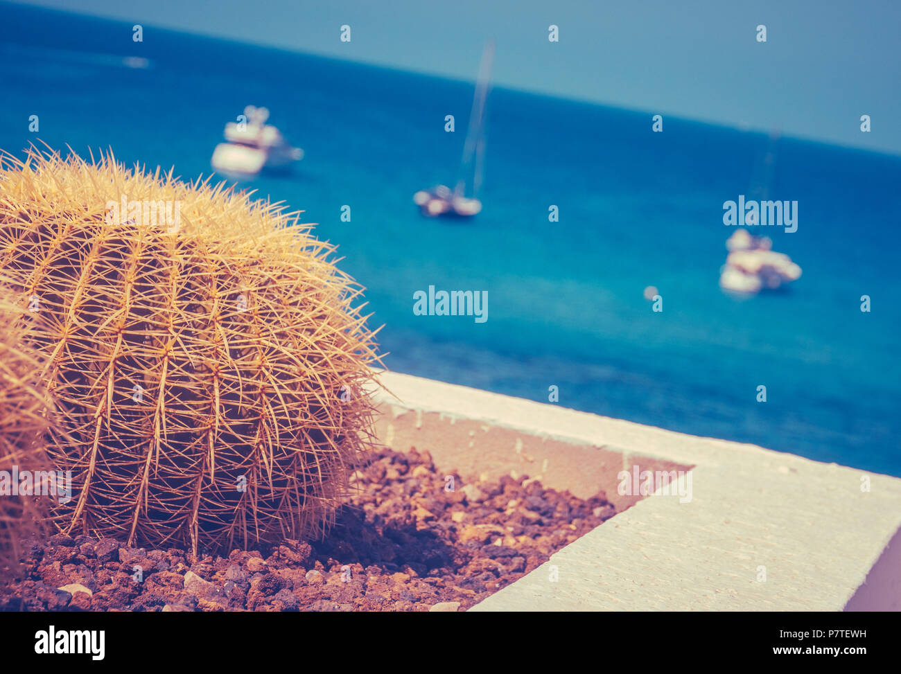 Yachts de luxe de style rétro dans une marina avec un Cactus Tropical dans l'avant-plan Banque D'Images