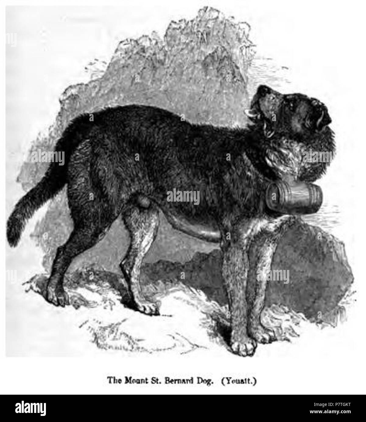 Mont Saint Bernard chien . 1859 2140. Mont St Bernard Dog Banque D'Images