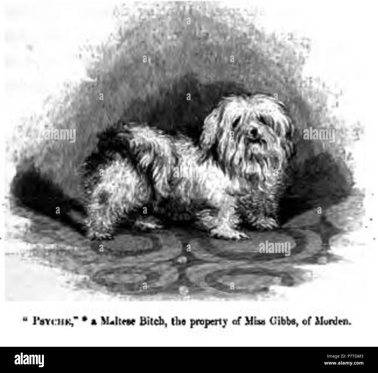 Maltese . 1859 2146. Le maltais Banque D'Images