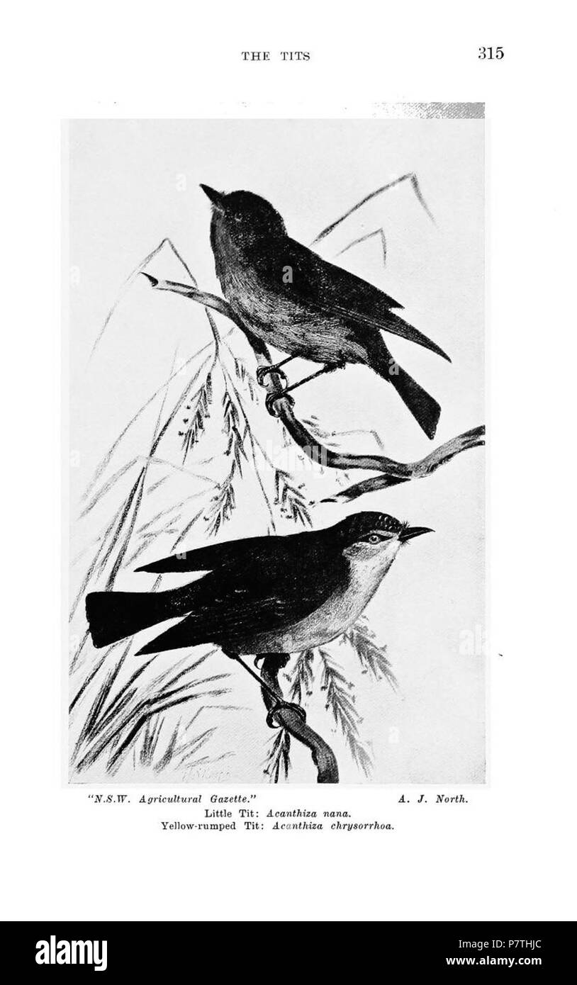 Anglais : Acantise à croupion jaune (en bas), Acanthiza chrysorrhoa Acantise, jaune (up), Acanthiza nana illustration de livre 1911 Les oiseaux de l'Australie . 20 Septembre 2015 12 Acanthiza chrysorrhoa illustration 1911 BAS Banque D'Images