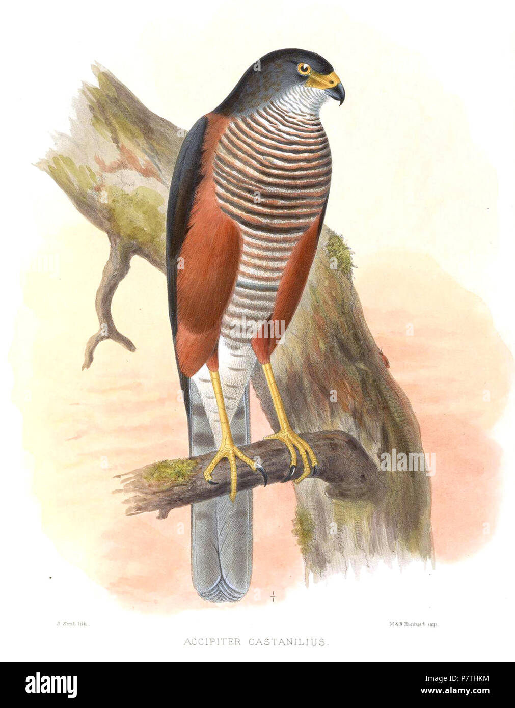 Accipiter anciennement zoothera cameronensis . 1869 12 AccipiterCastaniliusSmit Banque D'Images