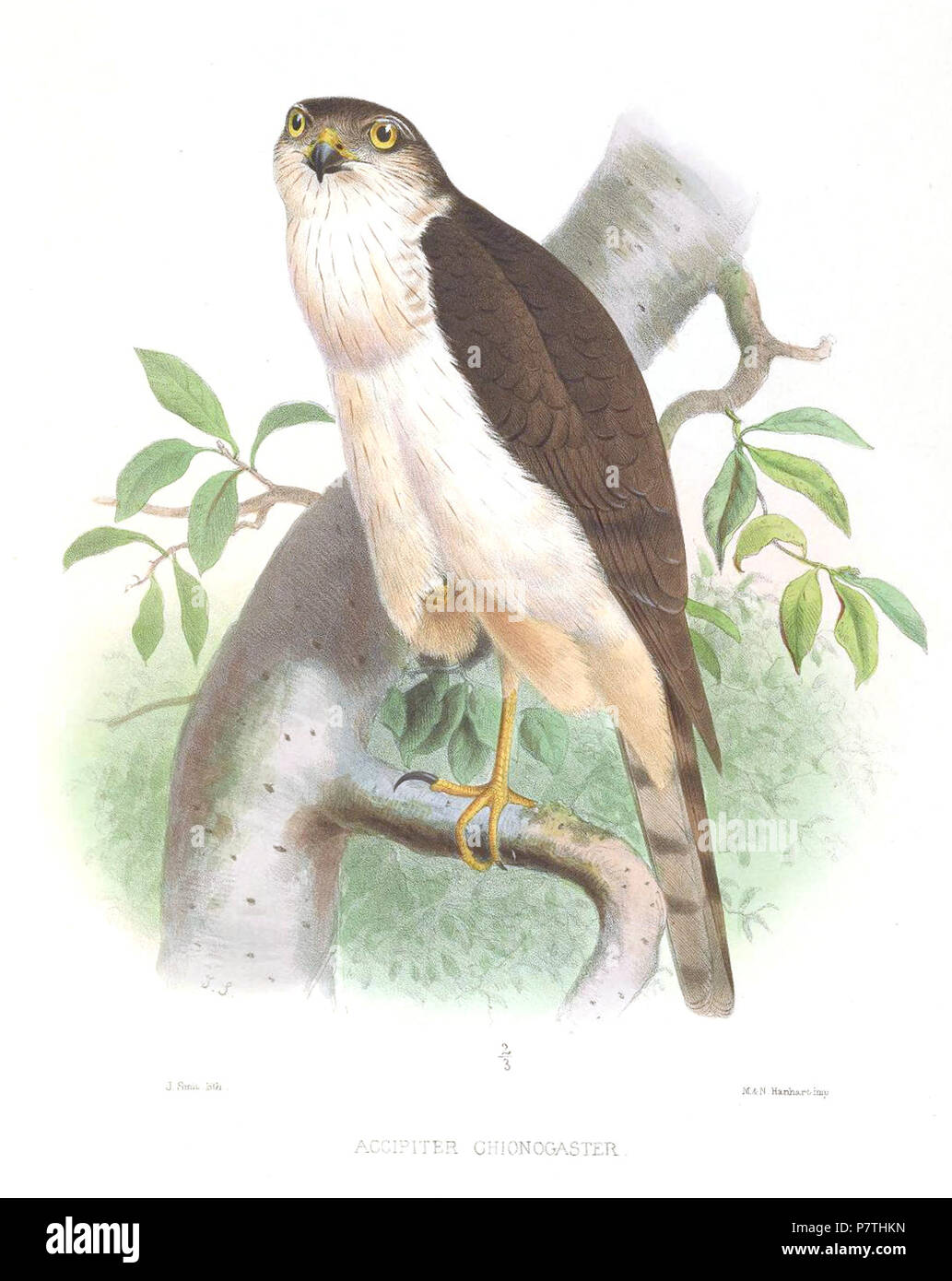 Accipiter chionogaster . 1869 12 AccipiterChionogasterSmit Banque D'Images