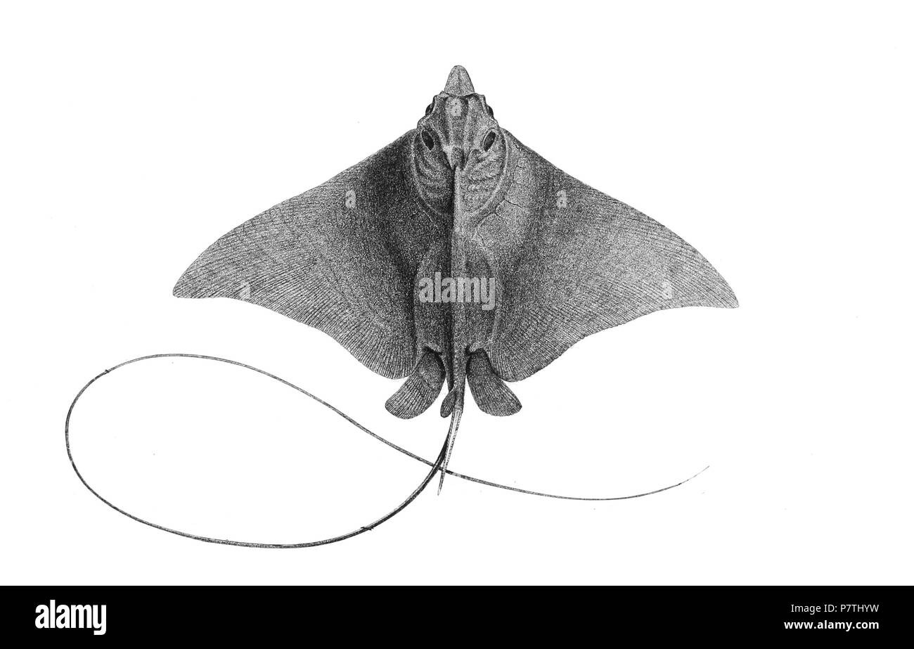 Les noms d'espèces / besoin d'identité - vérification des noms originaux à partir de la plaque sont inclus ici. Les plaques d'origine a montré les poissons vers la droite et ont été renversée ici. Aetobatis narinari . 187814 Aetobatis narinari 194 Achille Banque D'Images