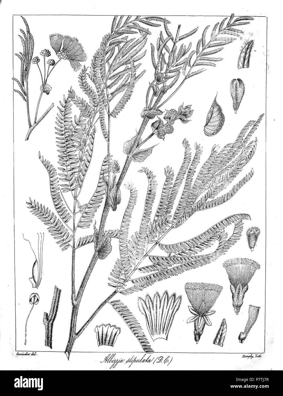 Albizia stipulata . 1873 Govindoo 16 Albizia stipulata Banque D'Images