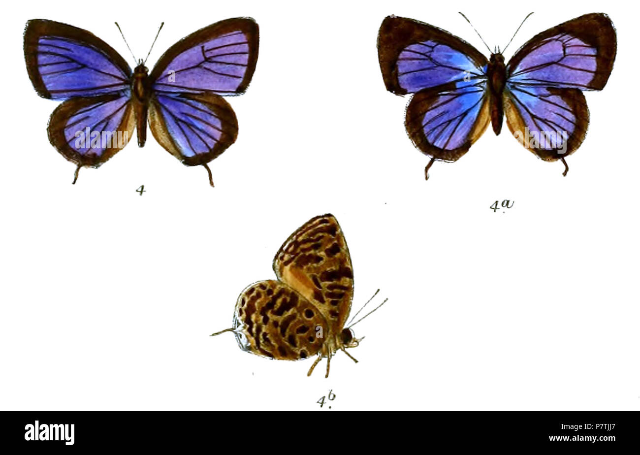 26 ArhopalaMirabella 6824 Knight Banque D'Images