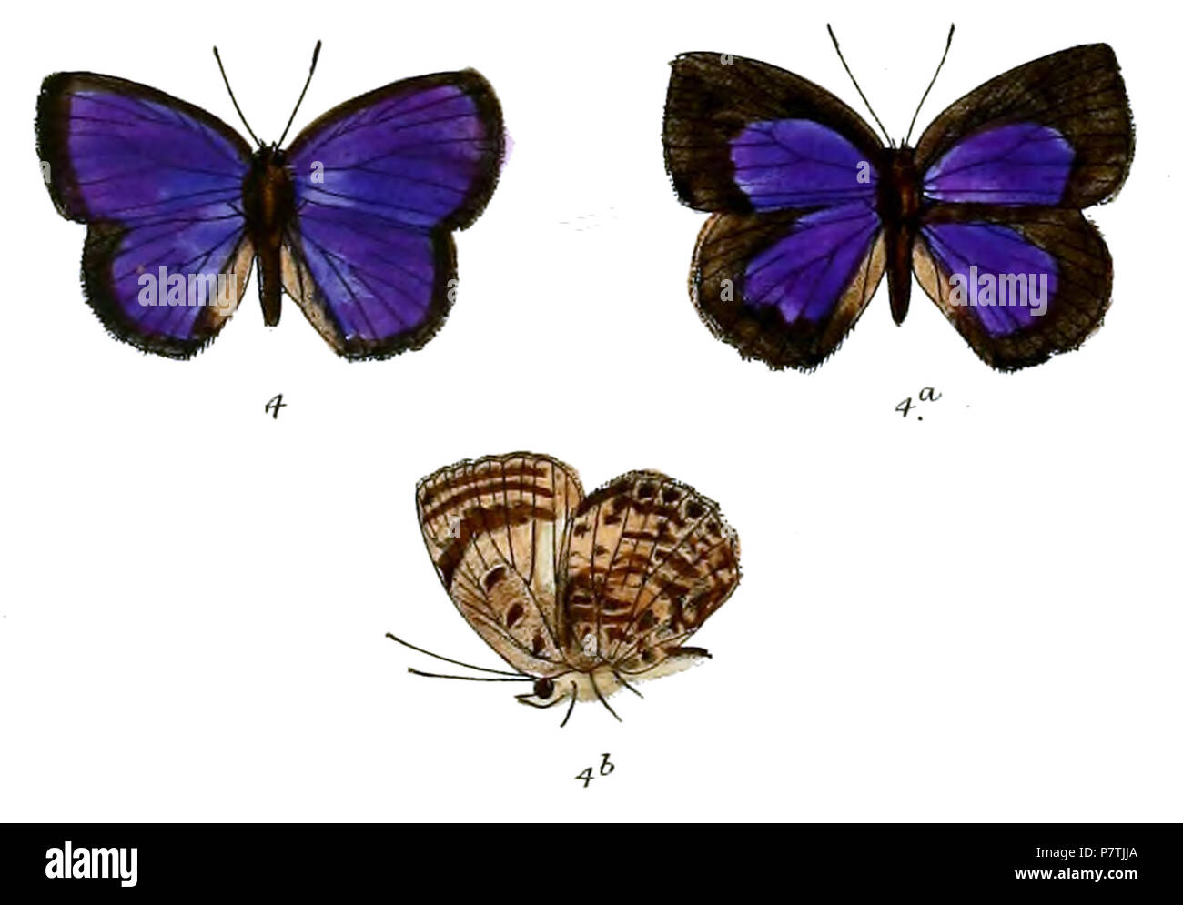 26 ArhopalaPerimuta 6924 Fitch Banque D'Images