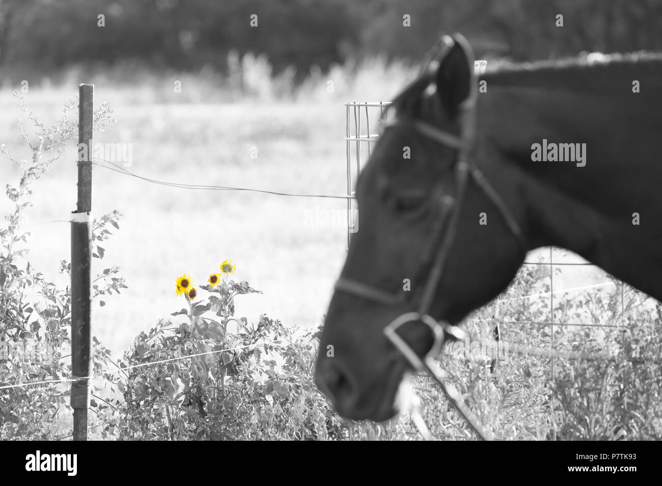 Le tournesol sauvage dans un champ au Texas. Banque D'Images Le tournesol sauvage dans un champ au Texas. Banque D'Images