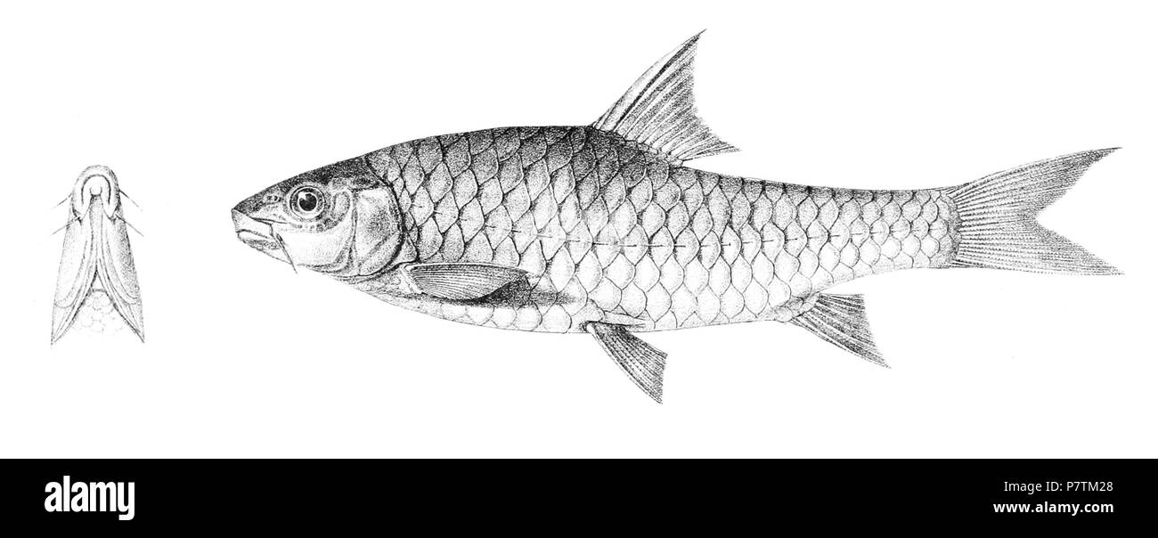 Les noms d'espèces / besoin d'identité - vérification des noms originaux à partir de la plaque sont inclus ici. Les plaques d'origine a montré les poissons vers la droite et ont été renversée ici. Barbus hexastichus . 1878 33 hexastichus 136 Barbus Achille Banque D'Images