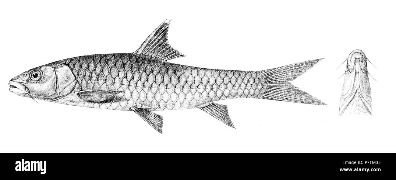 Tor Tor syn. Barbus tor les noms d'espèces / besoin d'identité - vérification des noms originaux à partir de la plaque sont inclus ici. Les plaques d'origine a montré les poissons vers la droite et ont été renversée ici. Barbus tor . 1878 34 Achille 136 Barbus tor Banque D'Images