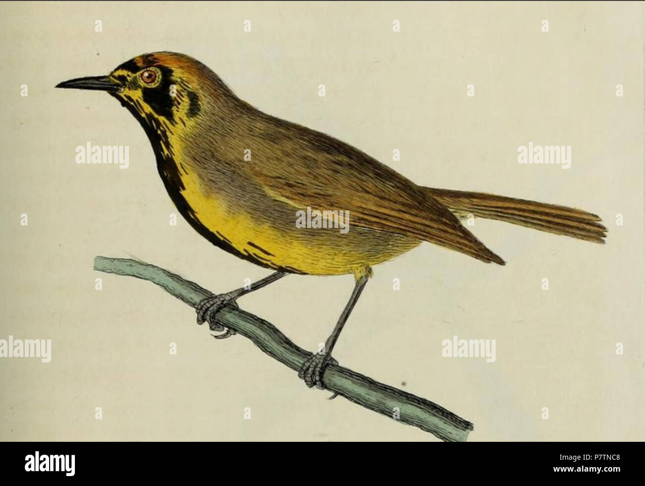 53 Bonin White-Eye Banque D'Images