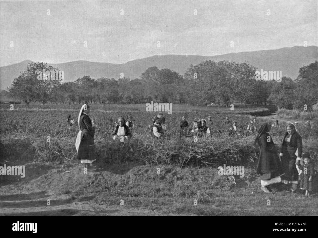 Description originale : 'Les champs de roses près de Kazanlik' . 1906 56 Bulgarie - champs de roses près de Kazanlik (W Le Queux) Banque D'Images