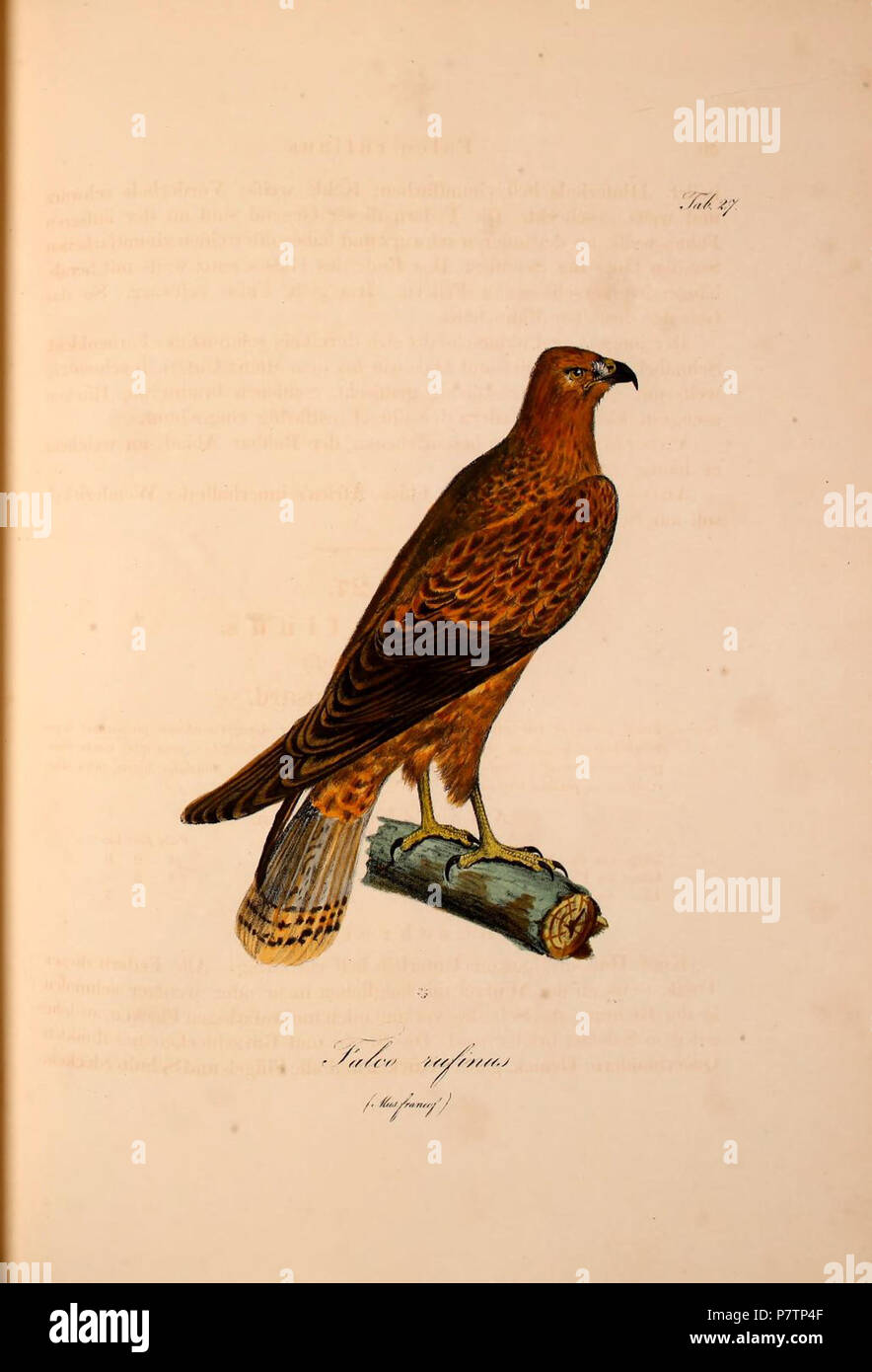 57 Buteo rufinus, Atlas 1829 zu Der Reise im nördlichen Afrika pl 27 Banque D'Images