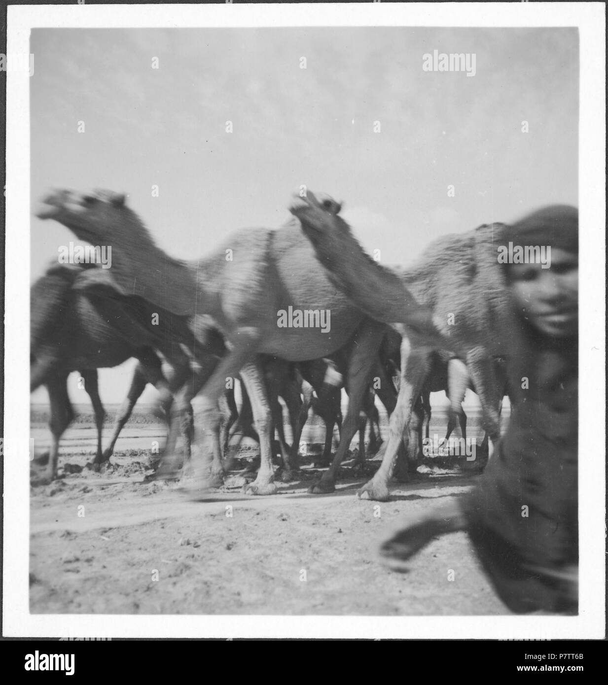 Irak : Kamele ; Kamele. à partir de 1933 jusqu'à 1934 73 CH-NB - Irak- Kamele - Annemarie Schwarzenbach - SLA-Schwarzenbach-A-5-03-073 Banque D'Images