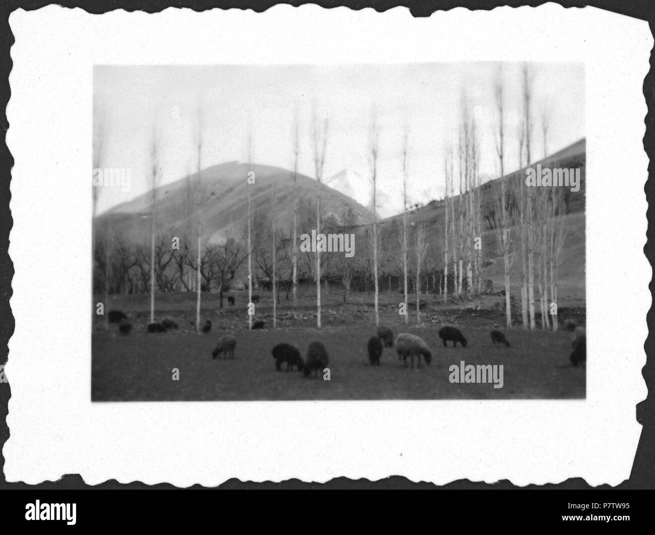 Persien : Landschaft ; Wiese mit Schafen, im Hintergrund Berge. à partir de 1933 jusqu'à 1934 78 CH-NB - Persien- Landschaft - Annemarie Schwarzenbach - SLA-Schwarzenbach-A-5-04-178 Banque D'Images
