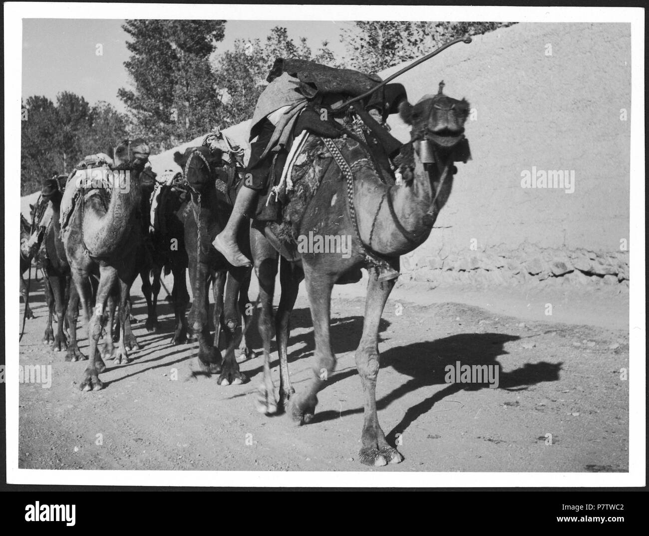 Persien : Strassenszene ; Karawane mit beladenen Kamelen. à partir de 1933 jusqu'à 1934 78 CH-NB - Persien- Strassenszene - Annemarie Schwarzenbach - SLA-Schwarzenbach-A-5-04-062 Banque D'Images