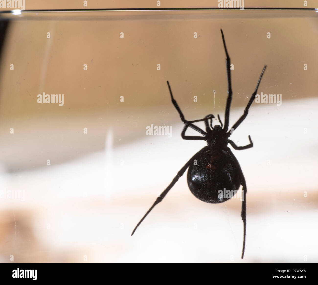 Elkton, Oregon, USA. 8 juillet, 2018. Une araignée veuve noire s'affiche dans un verre de vin après avoir été trouvés dans une vieille grange près de Elkton dans les zones rurales de l'ouest de l'Oregon. Black Widow Venom est signalé à être 15 fois plus fort qu'un crotale. Leurs piqûres peuvent être mortelles, habituellement pour les petits enfants ou les personnes âgées. Crédit : Robin/Loznak ZUMA Wire/Alamy Live News Banque D'Images