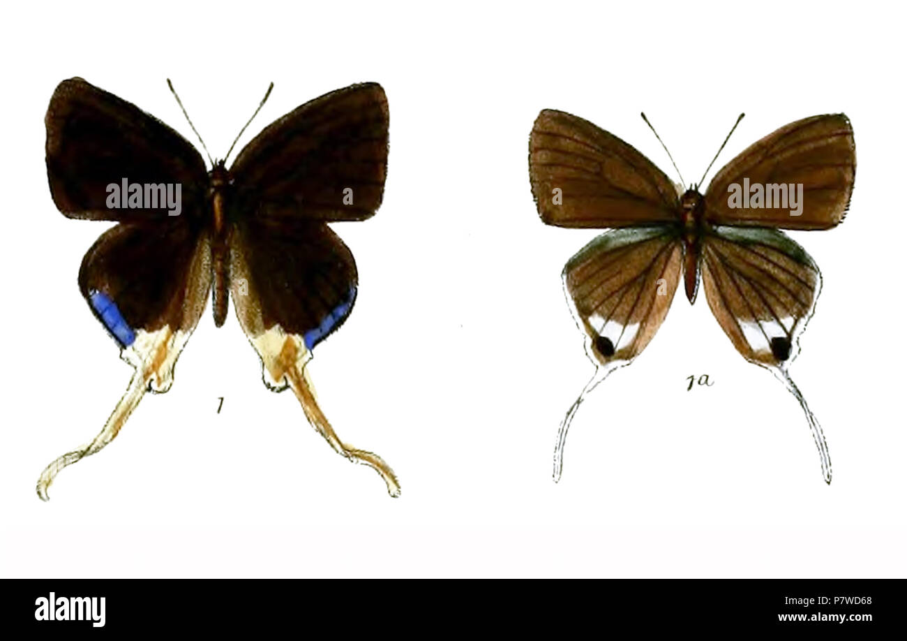 46 BindaharaMooreiKnight Banque D'Images