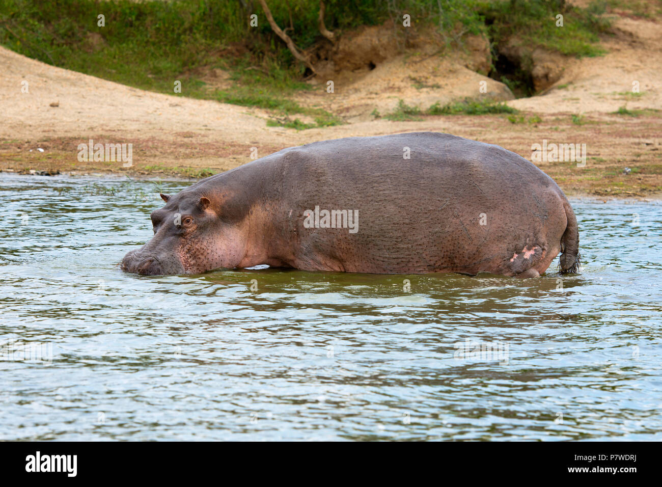 L'hippopotame, Hippopotamus amphibius, Canal Kazinga, Ouganda Afrique de l'Est Banque D'Images