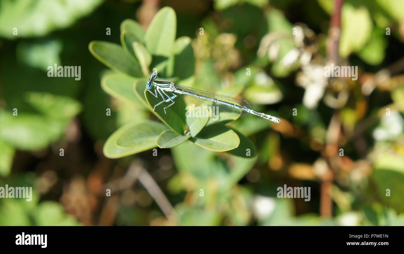 Une libellule bleue et noire placée sur une plante Banque D'Images