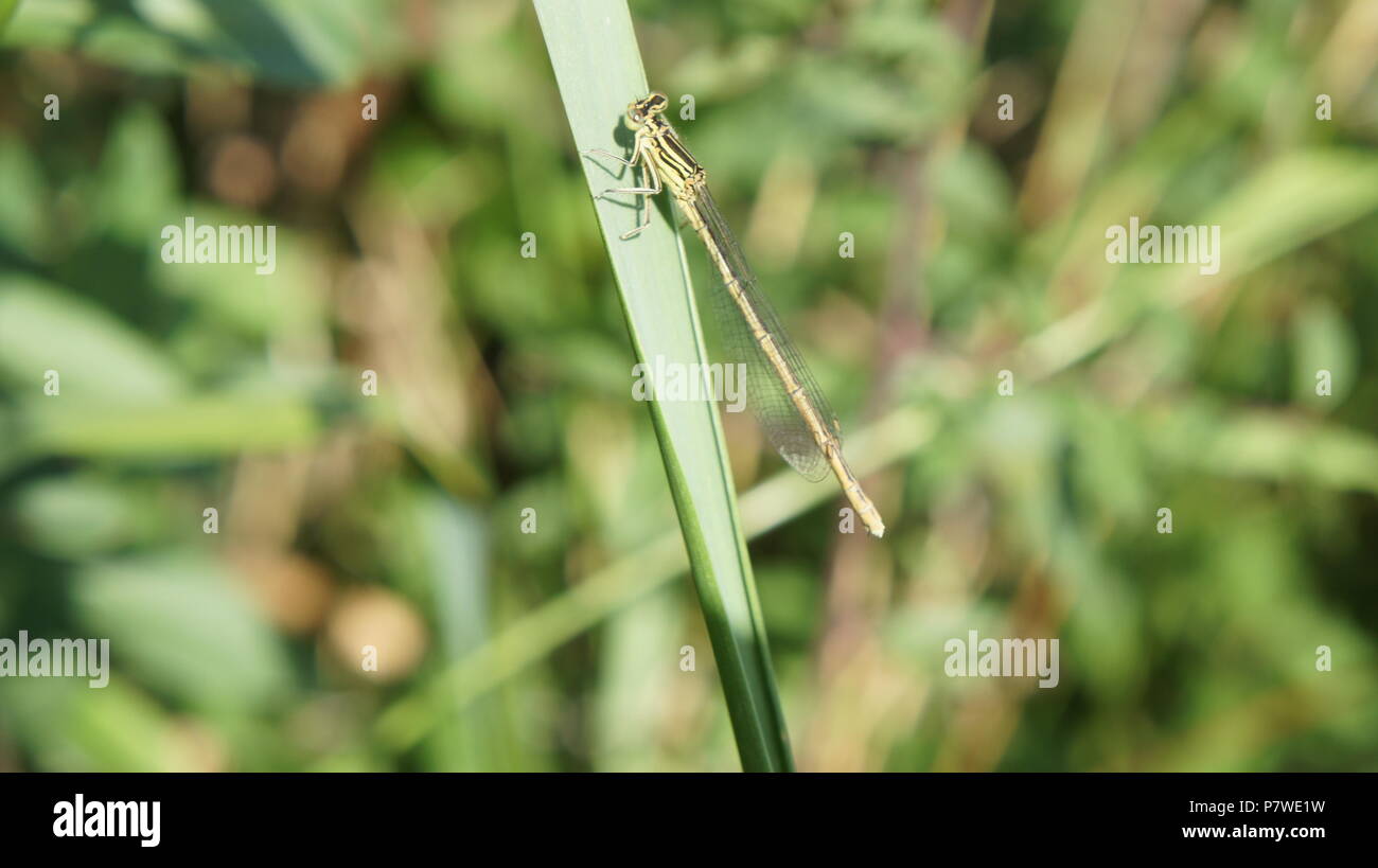 Un livre vert et noir libellule posée sur une tige d'herbe Banque D'Images